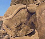 Fossil Encounter